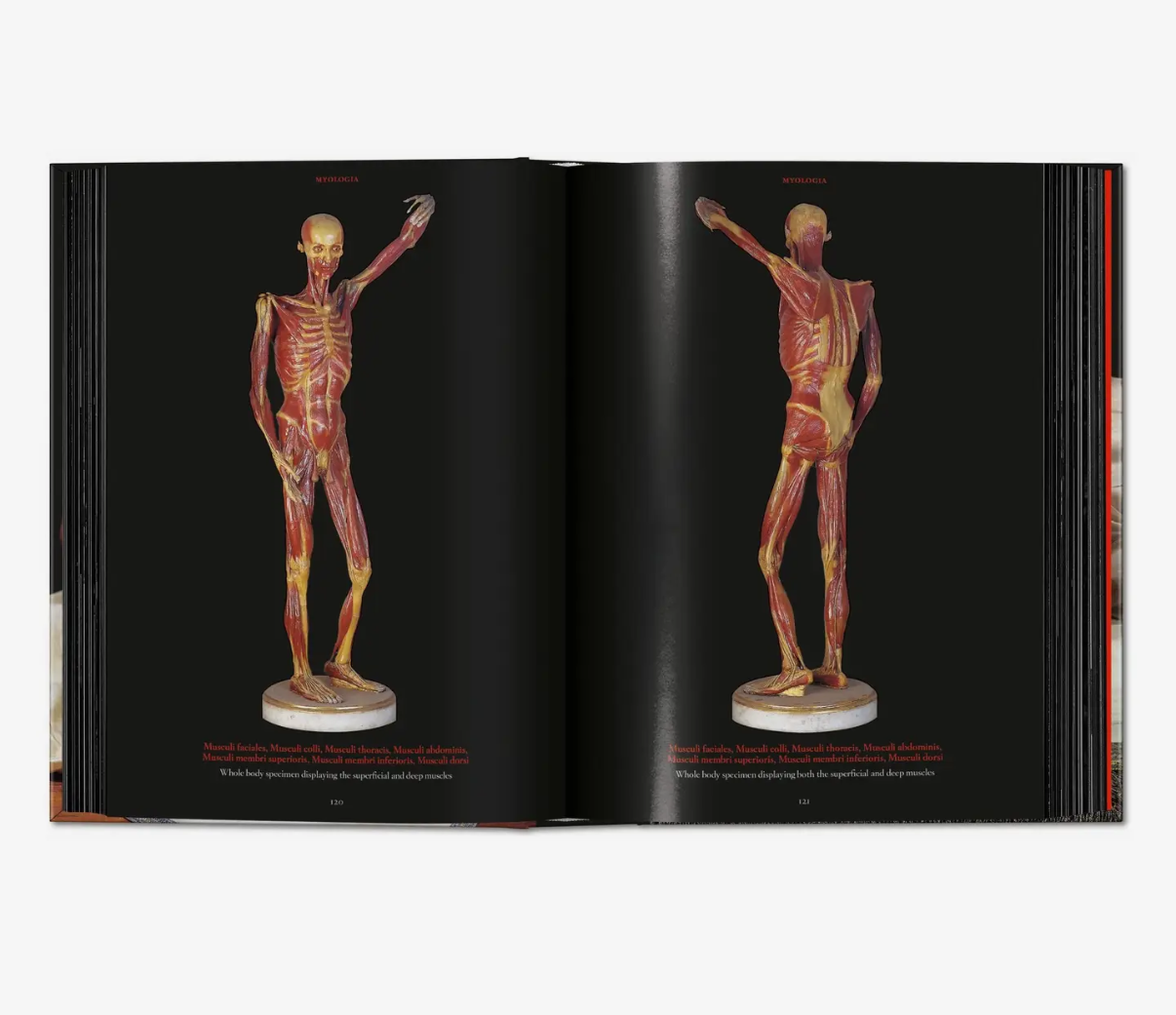 Taschen Anatomical Waxes Hardcover